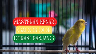 Download Lagu MASTERAN SUARA BURUNG KENARI GACOR PANJANG CUIT CUIT NGEROL UNTUK PANCINGAN KENARI   VOICE OF CANARY MP3