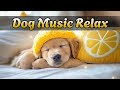 Музыка для сна для собак 💤 Музыка для сна для собак — расслабление и снятие стресса 🐾 10 часов