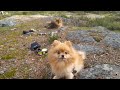 Pomeranians Stella and Senna in the forest 🐶🌲🐶