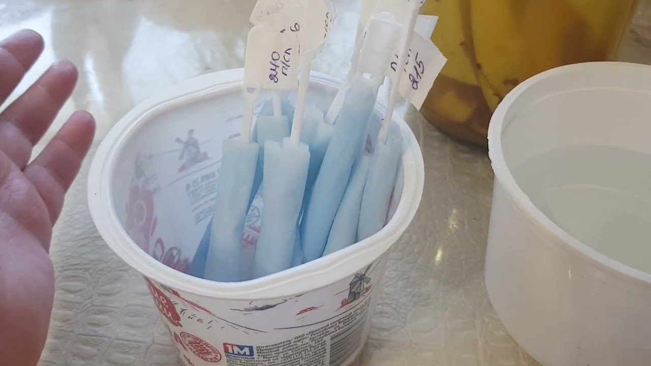 Посев перца 100-110дн, Мой способ замачивания семян. Планы на неделю  07.08.26