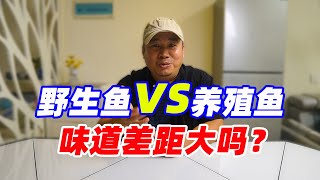 养殖鱼和野生鱼，味道差距有多大？有人像我这样给您解析过吗