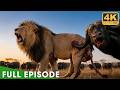The Most Brutal Survival of the Savannah (Full Episode) | Nature Animal Documentary