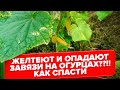 ОПАДАЮТ и ЖЕЛТЕЮТ ЗАВЯЗИ ОГУРЦОВ. КАК СПАСТИ? СЕКРЕТЫ