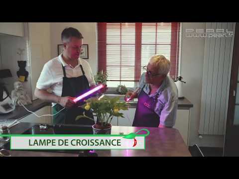 Vidéo: Lampe UV Pour Plantes : Choisissez Une Lampe UV Pour Faire Pousser Des Fleurs D'intérieur. Phytolamp à Usage Domestique - Qu'est-ce Que C'est?