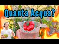 Quanta acqua ai Pomodori in Luglio?