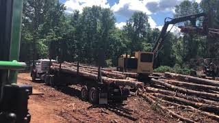 Load pine logs
