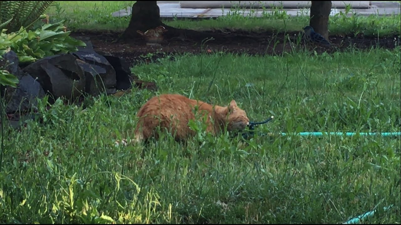 cat condo 2 mod apk M3FC 0312 Squinty the feral cat drinking from the sprinkler