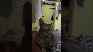 Maau