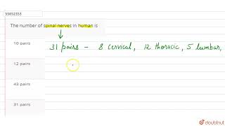 The number of spinal nerves in human is