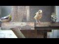 Evening Grosbeaks