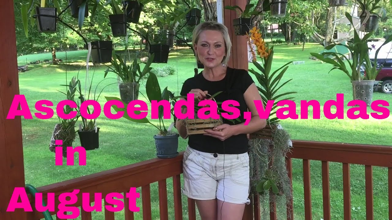 My vandaceous orchids, angreacum,aerangis, rhynchostylis,neofinetia and more in August.