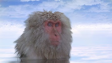 Aphex Twin - Stone In Focus 19 (guitar instrumental)