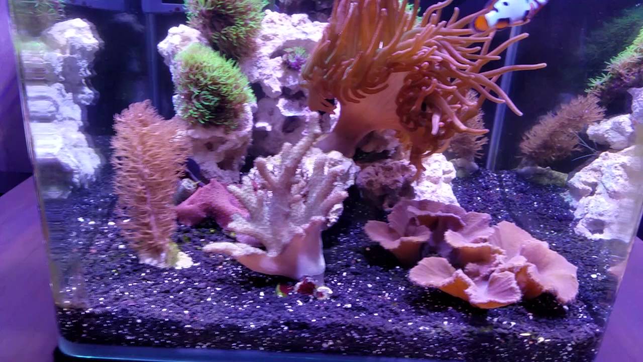 hd 9 gallon nano with helmeted picasso clowns youtube