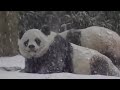 Ce bébé panda qui fait des roulades dans la neige est la vidéo la plus mignonne que vous verrez aujo