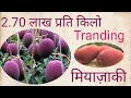 जाने क्यों है मियाजकी आम के चर्चे।। Why Miyazaki Mango Is Tranding🤔🤔🤔