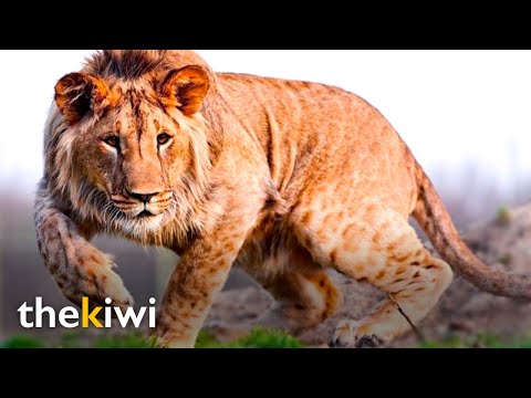 Leopon: the artificial mix of a leopard and a lioness