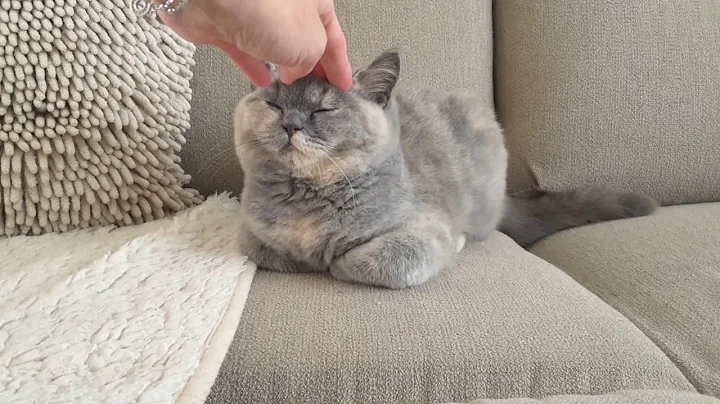 Watch the video about British Shorthair. I think I'm sleeping - Fidella 4m old - cattery Calmcat British Shorthair