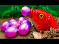 Colorful Fish Eggs Movement | Synthes Bon Bon Stop Motion Satisfying Catfish Carp Fishing