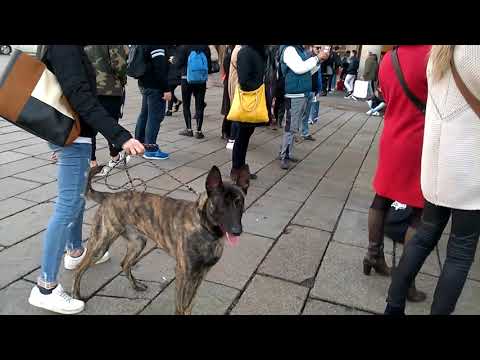 🎸 მილანელი ქუჩის მუსიკოსები..  #მილანი #ქუჩისმუსიკოსები