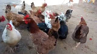 الفرق بين الفراخ البلدى الحر والفراخ البلدى المشعر🐔🐔