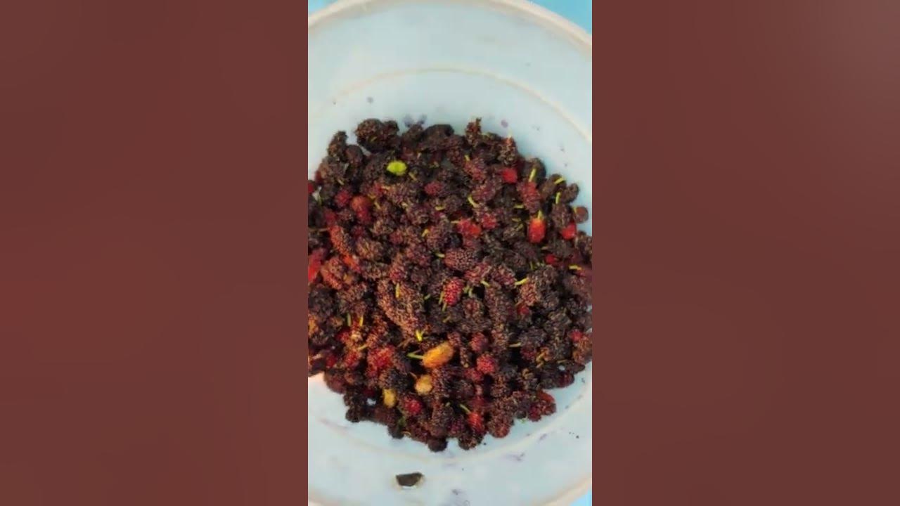 Mulberry / Shahtut Plant - YouTube