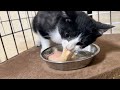 とにかく元気な新入り猫キーくん(約3か月)です