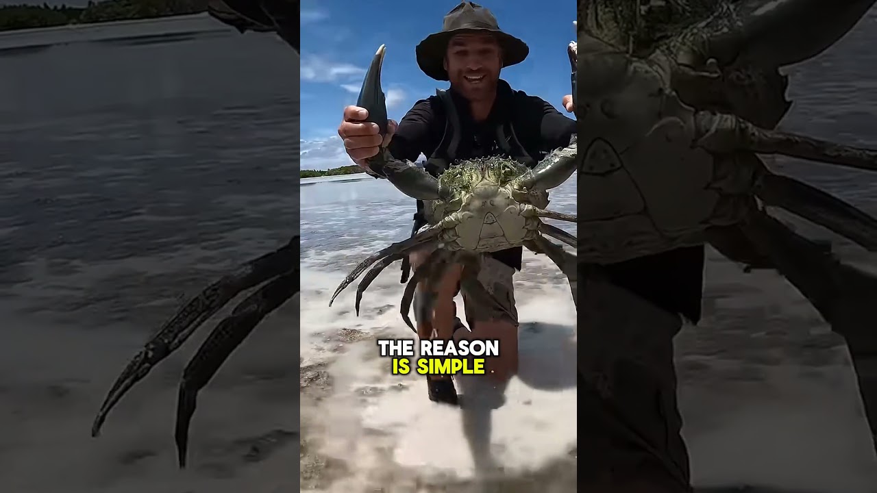 Why Do Fishermen Throw Crabs Back? The Truth is Surprising! ⚓🧐