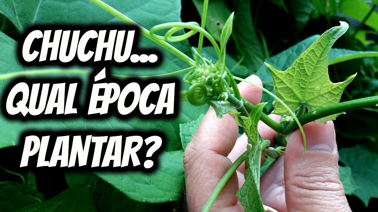Qual é a época certa para fazer plantio do chuchu?Em que mês do ano ...