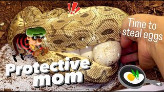 OMGGG MY SNAKE LAID EGGS!!! Who is the father?? 🐍 🥚🥚🥚🥚🥚