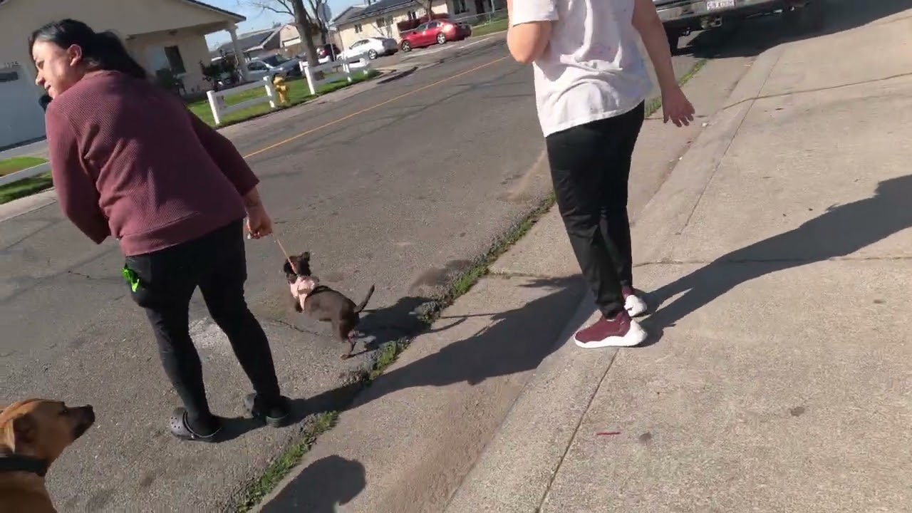 Walking My PitBull 308