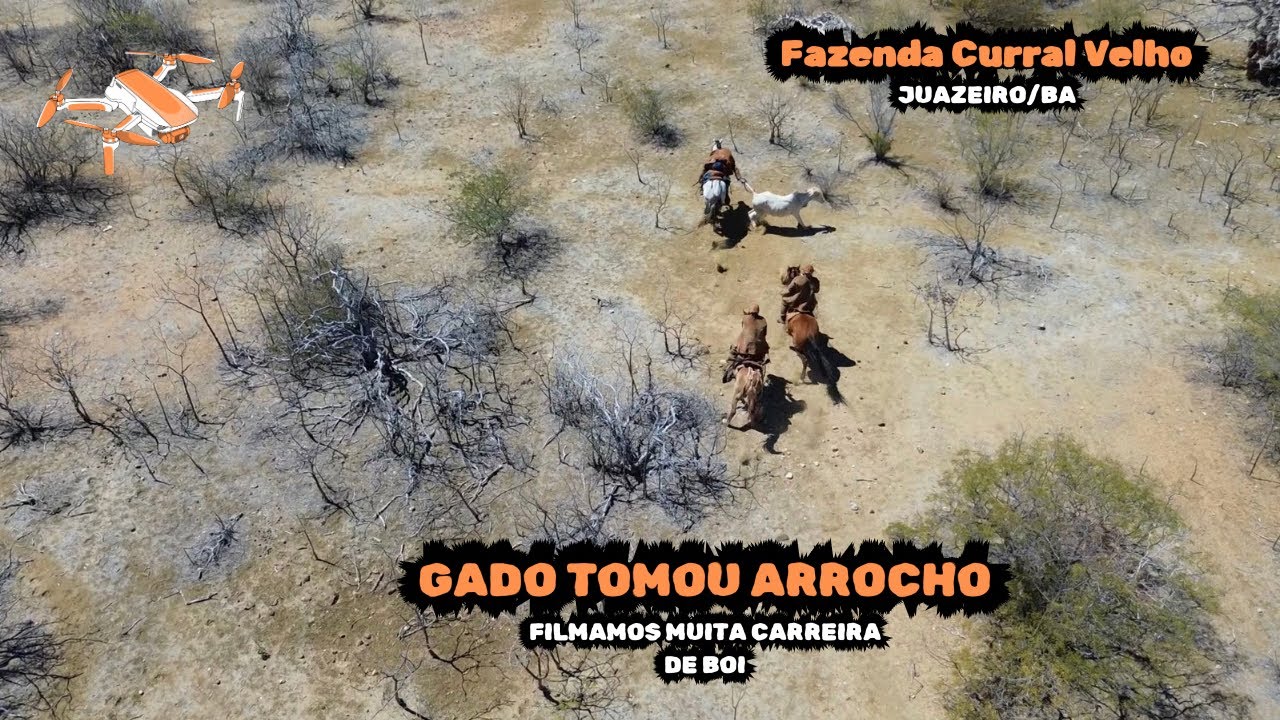 PEGA DE BOI NO MATO DA FAZENDA CURRAL VELHO