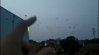 JANGAN RAGU..!!! SP TARIK RAJA BISA BERSAING DI CENTRAL WALET