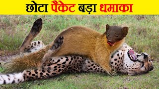 Martens के दिल दहला देने वाले हमले | Brutal moments of martens hunting their prey | Marten attacks