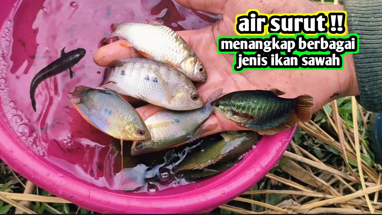 AIR SURUT.. MENANGKAP BERBAGAI IKAN SAWAH 