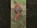 ayam Mangon umur 5 bulan