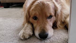 Oshie Misses Mom [4K] | One Take | Golden Retriever VLOG