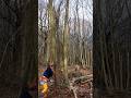 Tree falling using a felling lever