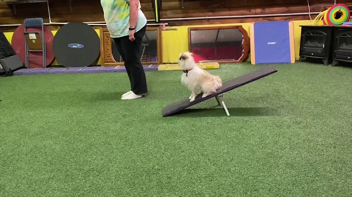 Flying High's Ewok "Teebo" Intermediate AKC Trick ...