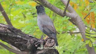 Javan Mynah calling