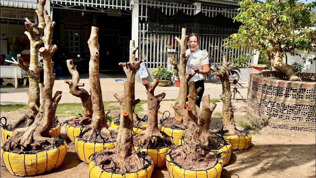 PHÔI MAI VÀNG ngày 07/O3/2026 (#O37844OO35 QUỲNH NHƯ) -  @bonsai Can Tho