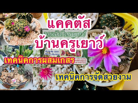 ผลสลากกินแบ่งรัฐบาล วันที่ 1 พย. 2567 ผลสลากกินแบ่งรัฐบาล วันที่ 1 พย. 2567