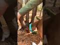 Dog and Owner Save a Kitten Stuck Between Trees