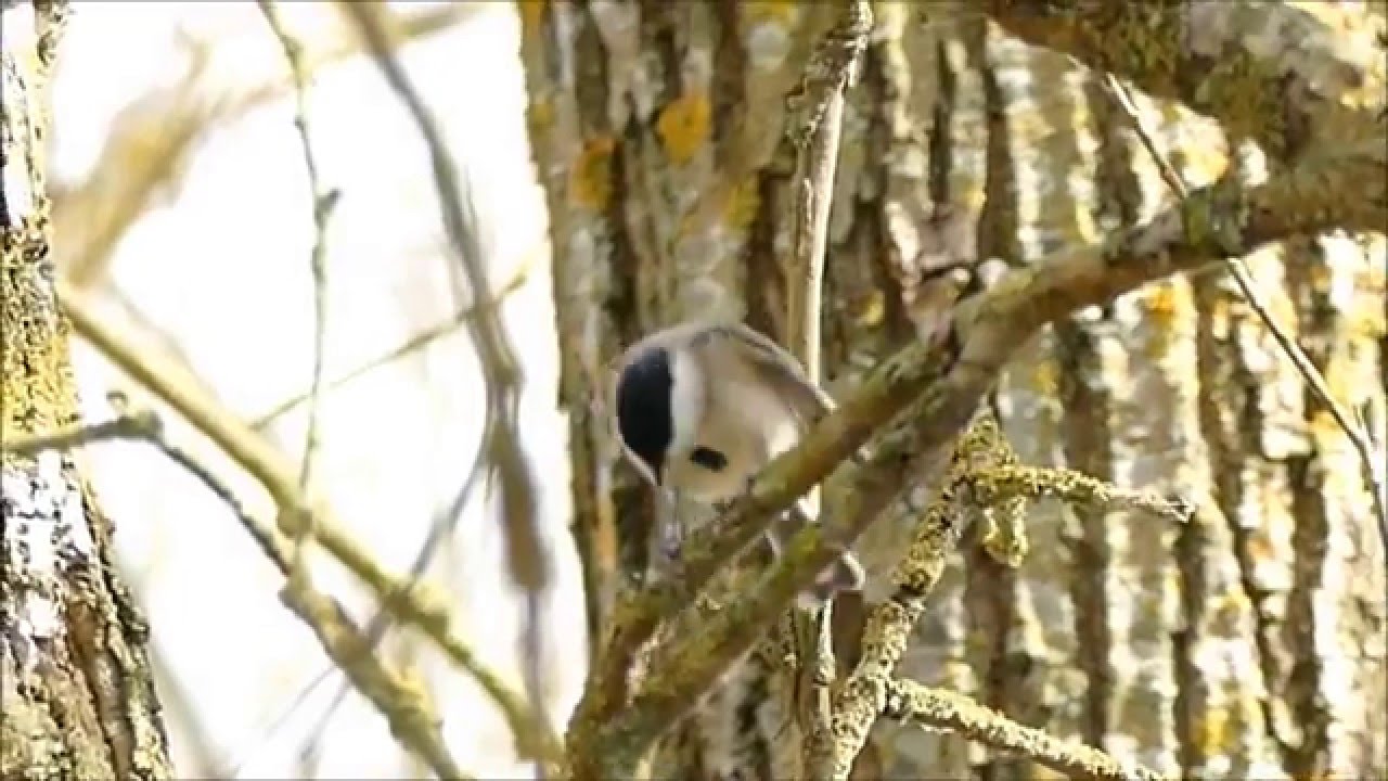 marsh tit singing (Poecile palustris)
