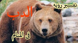 تفسير حلم الدب في المنام ورؤية الدب الأبيض والبني والأسود تفسير الدب في المنام رؤية الدب في المنام