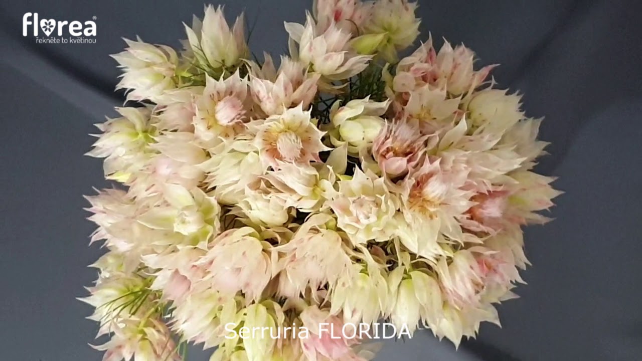 Serruria FLORIDA - Florea.cz