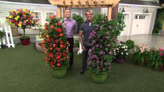 Cottage Farms Climbing Starlet Rose Duo On Qvc