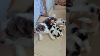 Sweet Lhasa Apso puppies available for sale