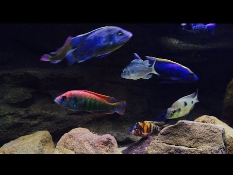 beautiful cichlid fish