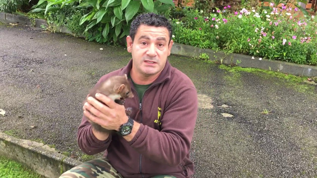 Martes fuina Garduña