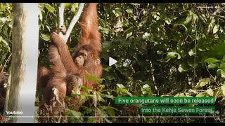 5 More Orangutans Released Back into the Wild! - Clip 1 of 2